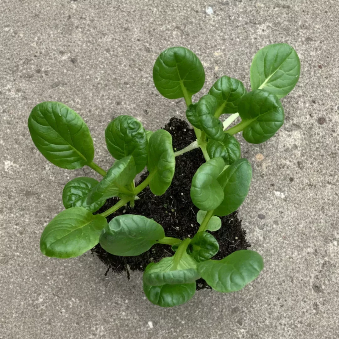 Rosette Tatsoi