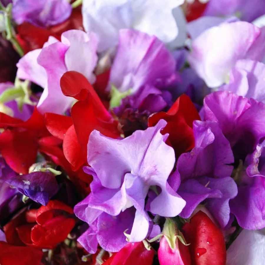 Royal Mix Sweet Pea