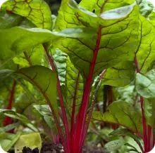 Ruby Red Swiss Chard