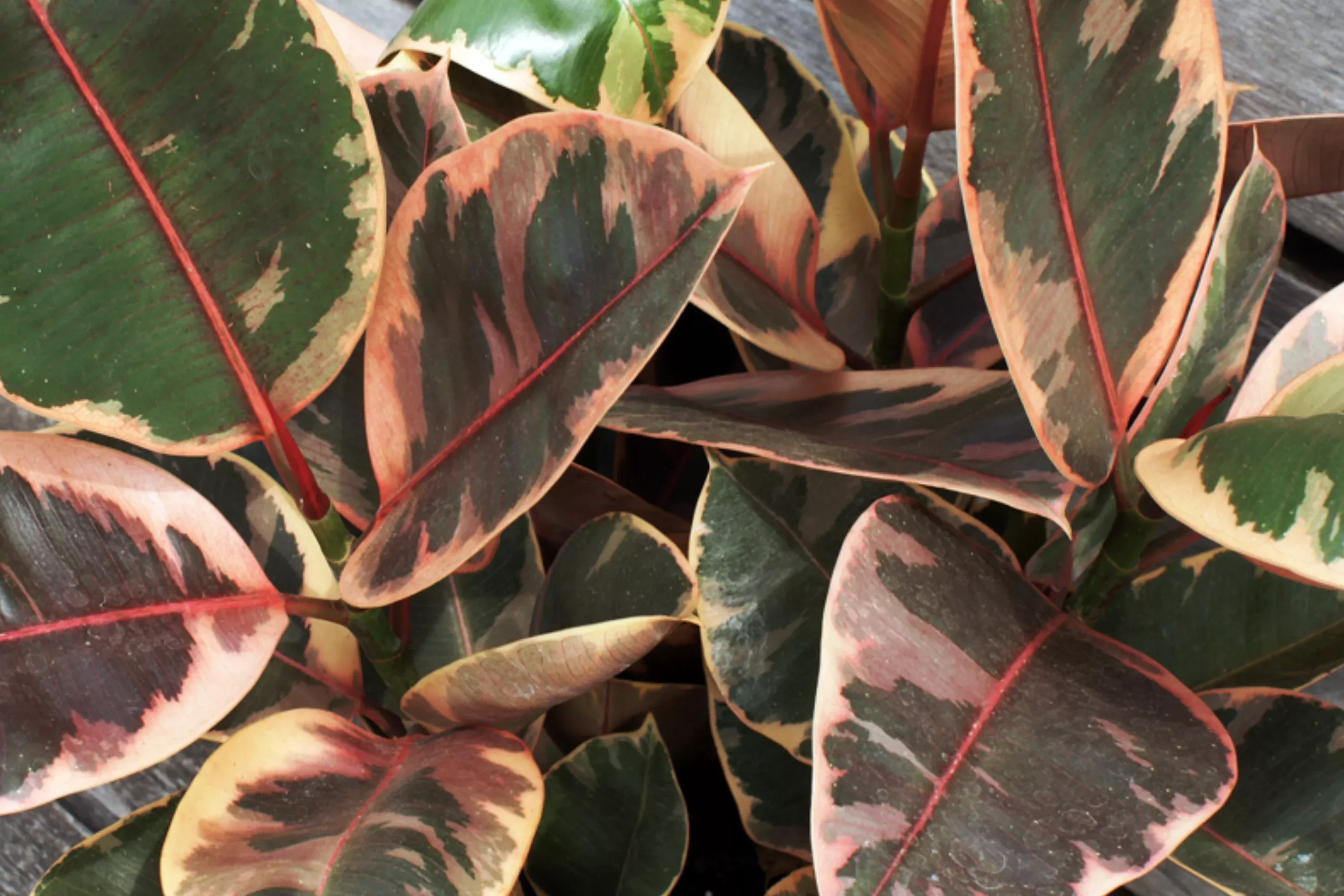 Ruby Rubber Plant Ficus elastica 'Ruby' - 3 Fresh Cuttings, 12" Long Starter Plant