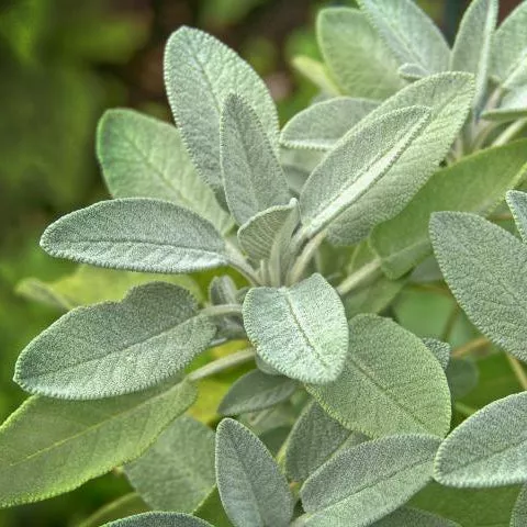 Sage Broadleaf Seeds