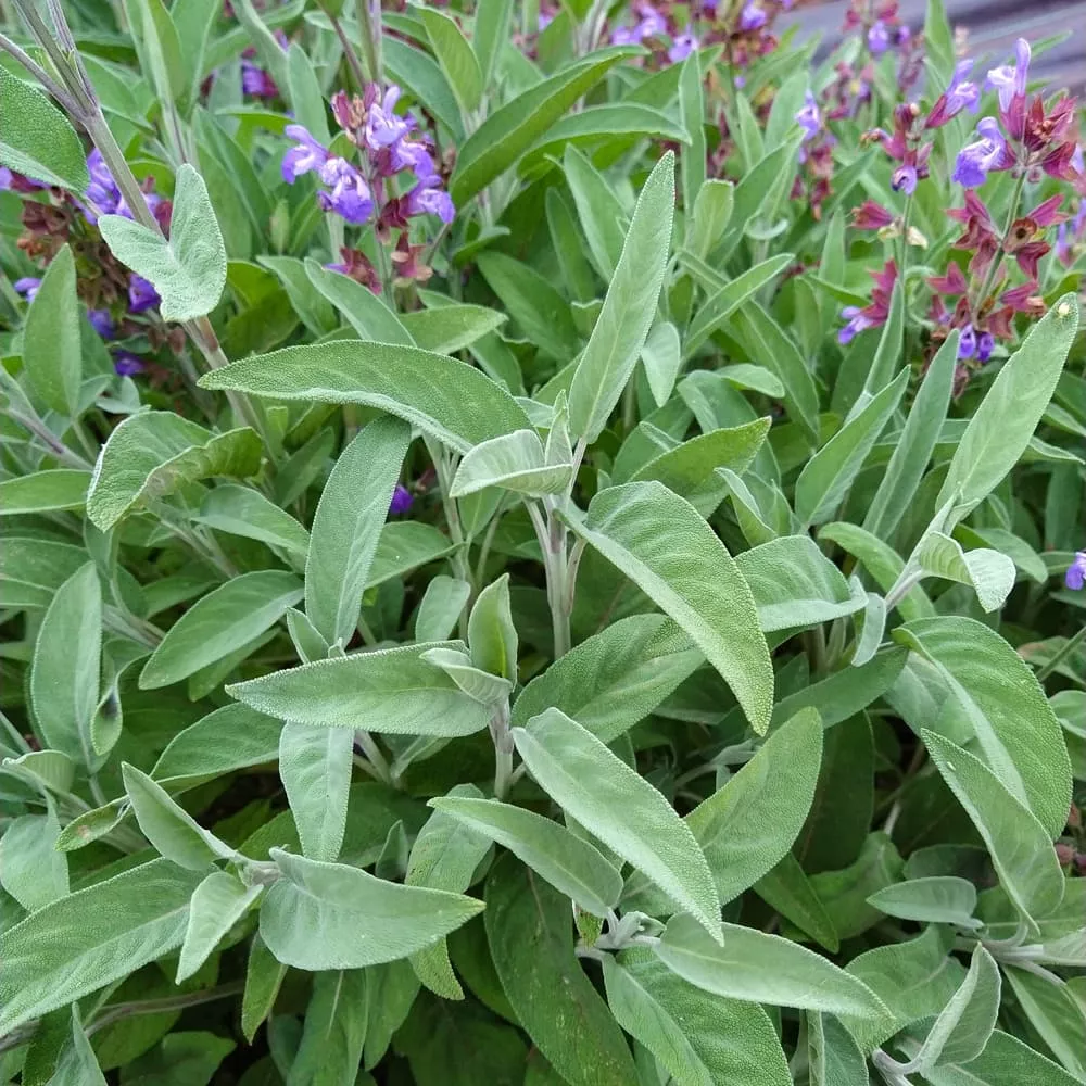 Sage, Extrakta (Organic)