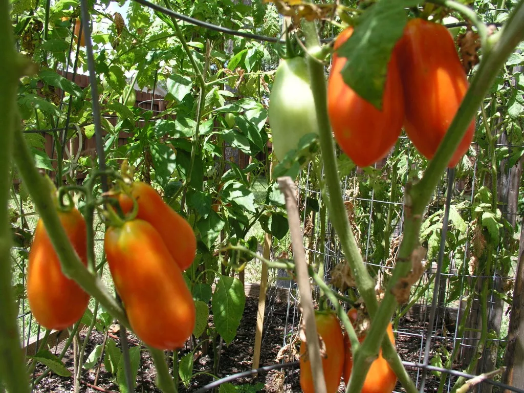 San Marzano Lungo