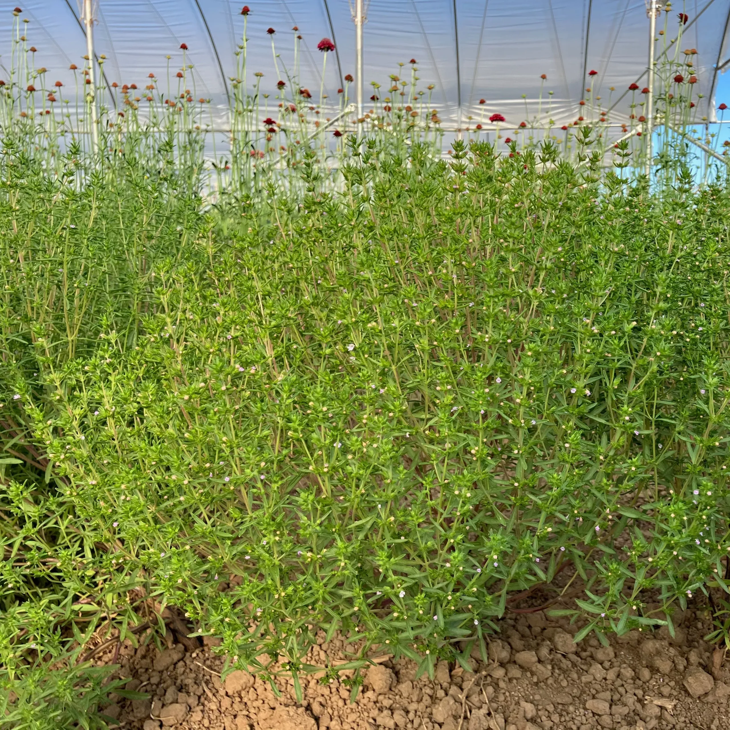 Savory ⁃ Organic Seed Summer