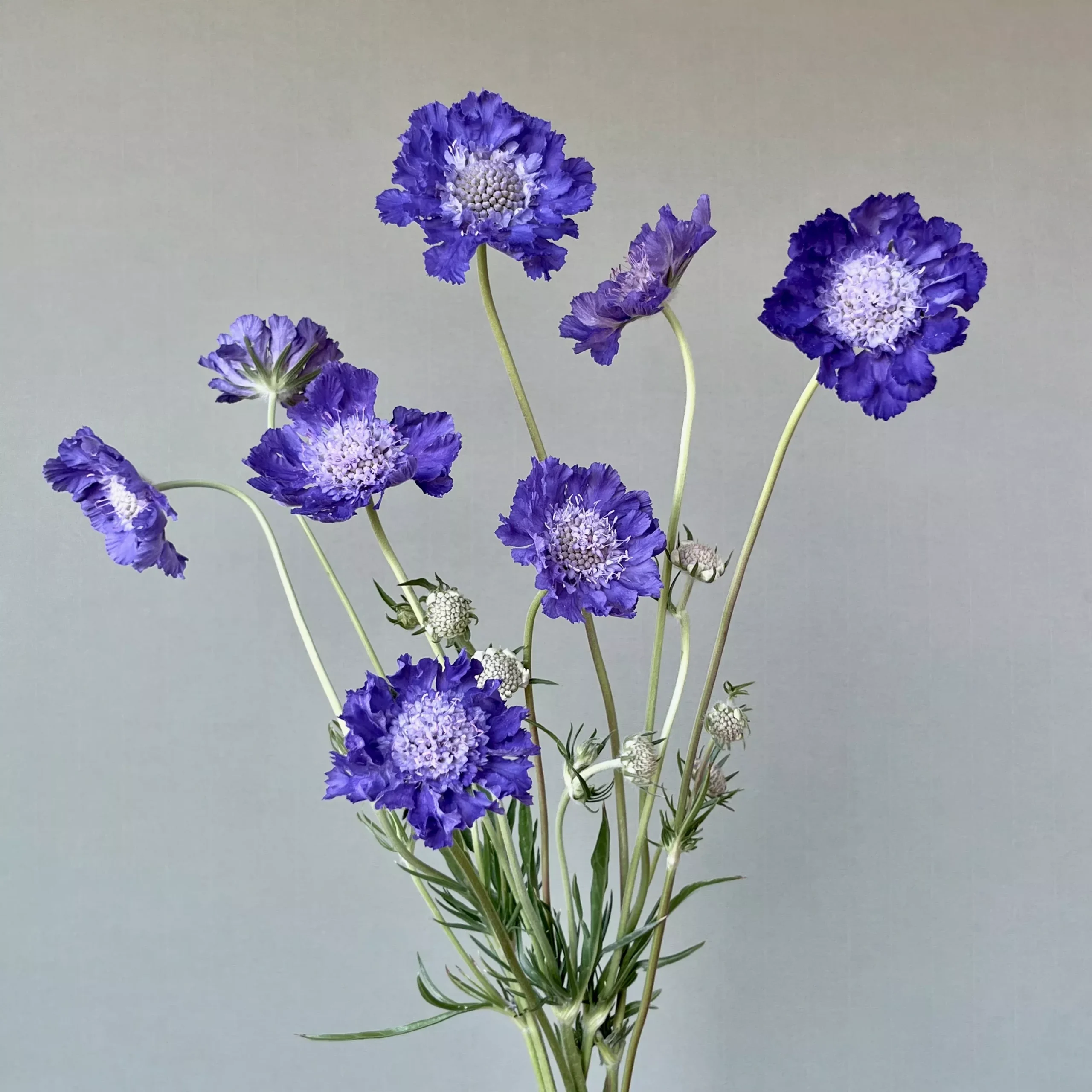 Scabiosa ⁃ Organic Seed Fama Blue