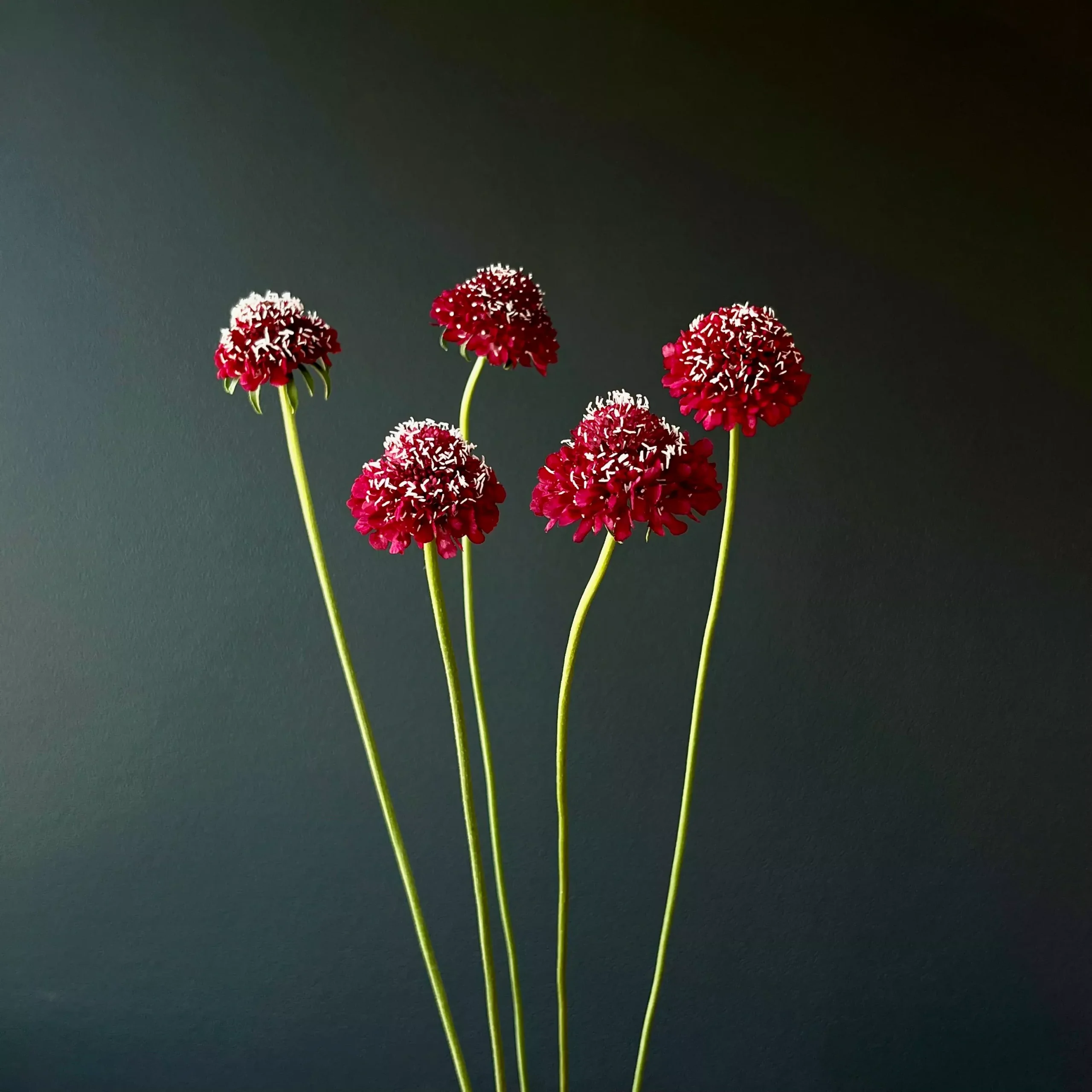Scabiosa ⁃ Organic Seed Merlot Red