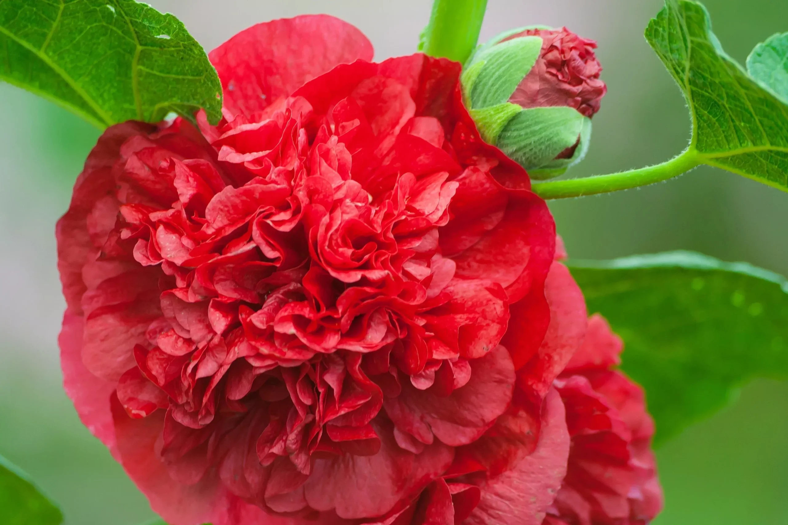 Scarlet Double Hollyhock Seeds
