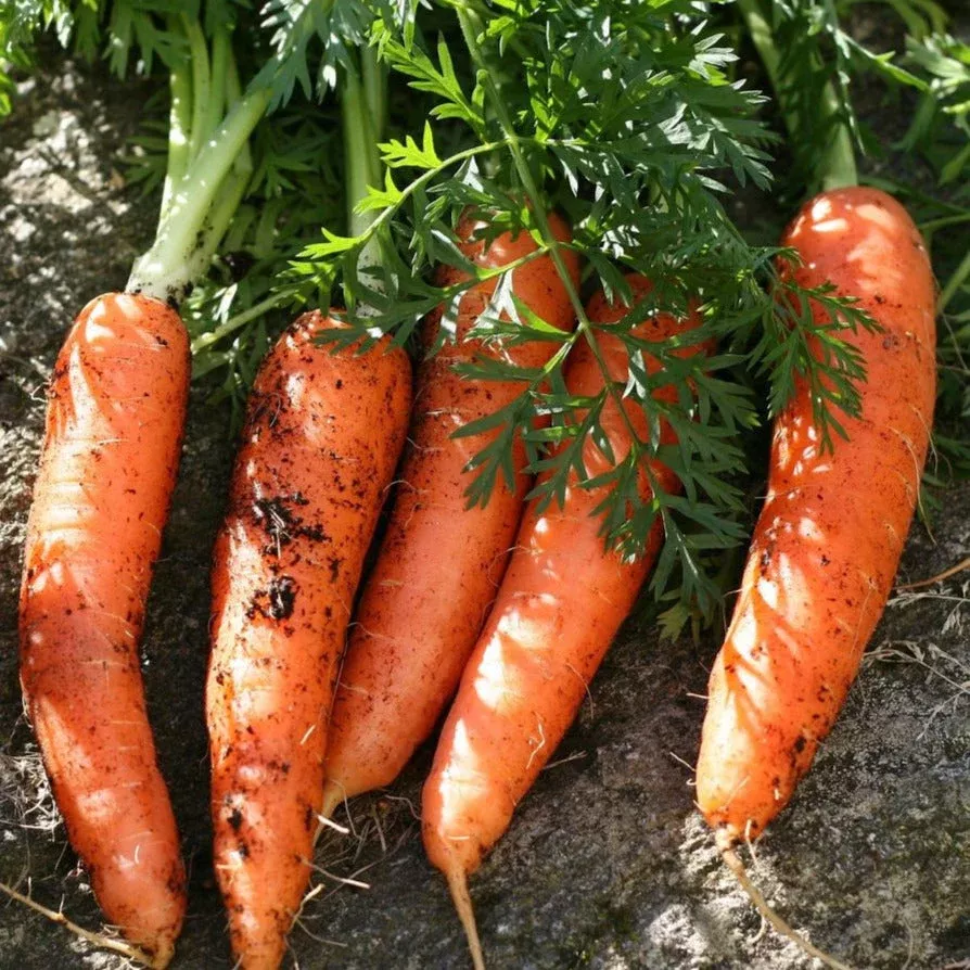 Scarlet Nantes Carrot
