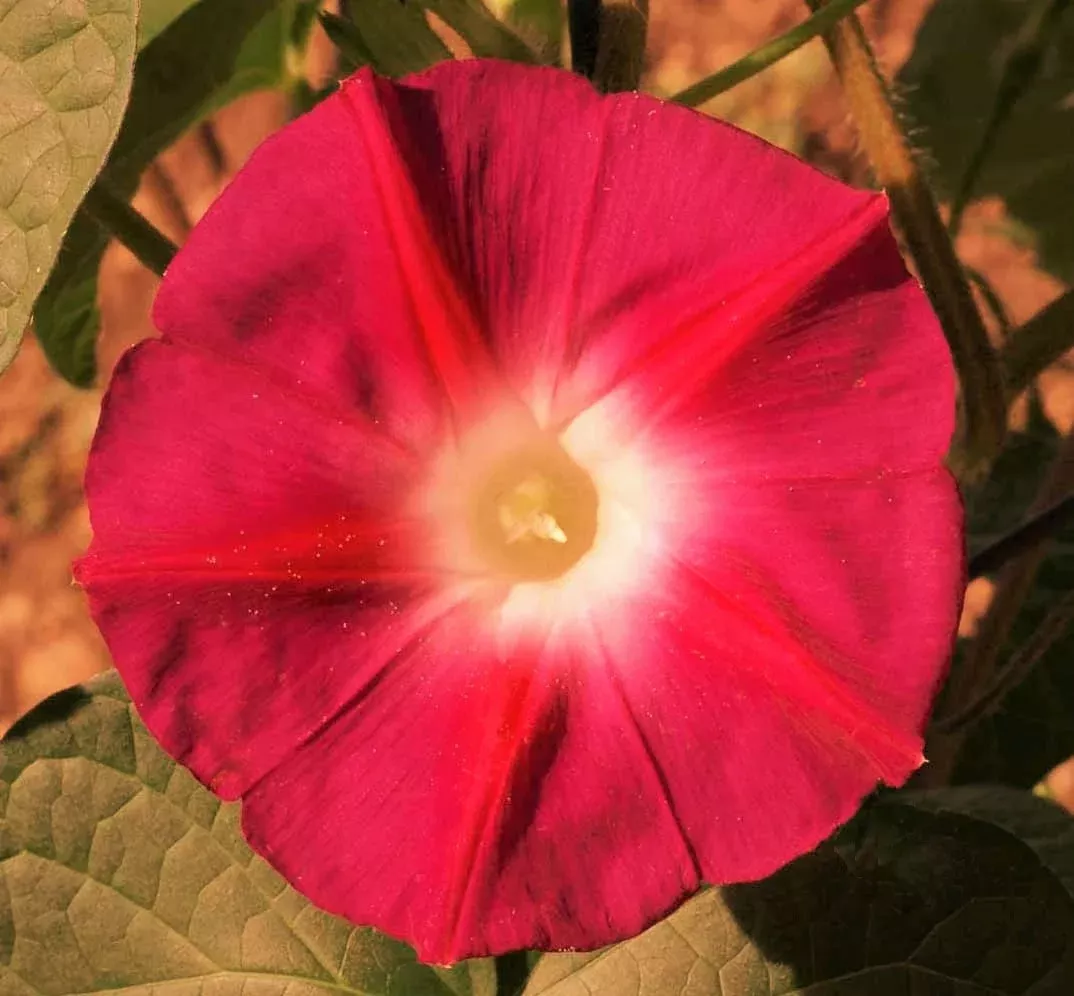 Scarlett O' Hara Morning Glory