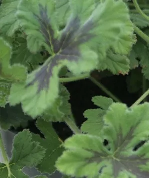 Scented Geraniums