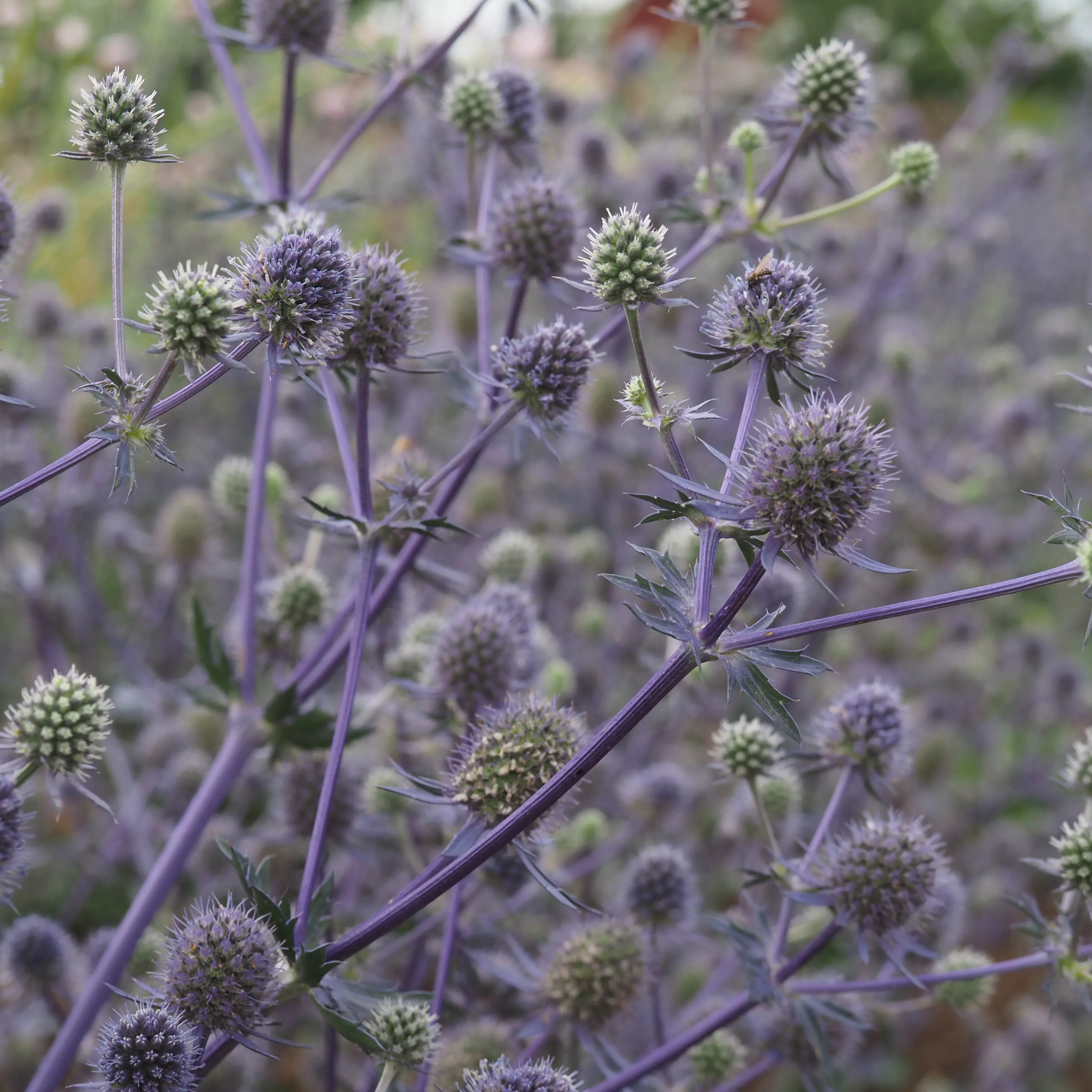 Sea Holly ⁃ Organic Seed Blue Glitter