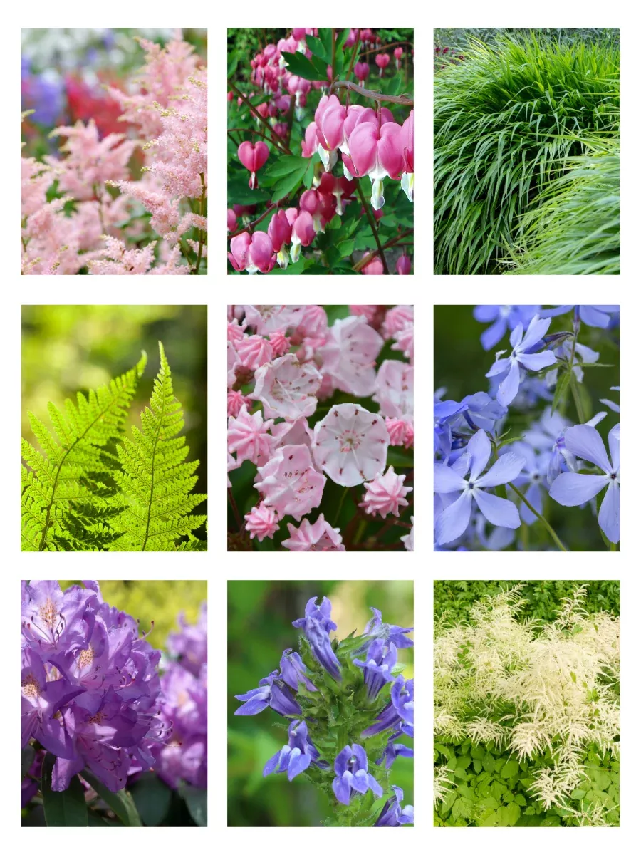 Shade Border Garden Trio | Three Low-Maintenance Shade Garden Plans