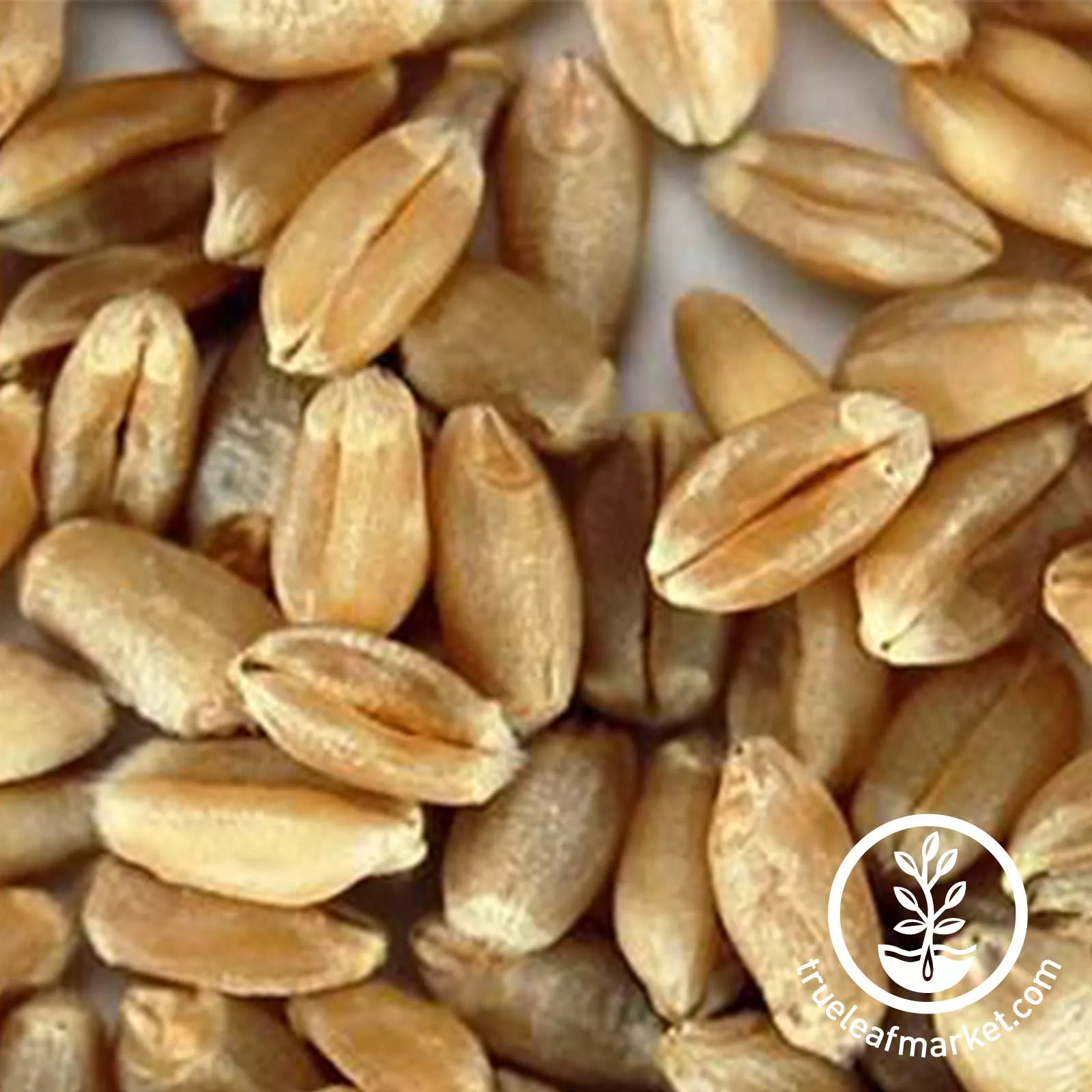 Soft White Wheat (Organic) - Bulk Grains