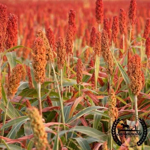 Sorghum Seeds - Rox Orange Syrup Cane