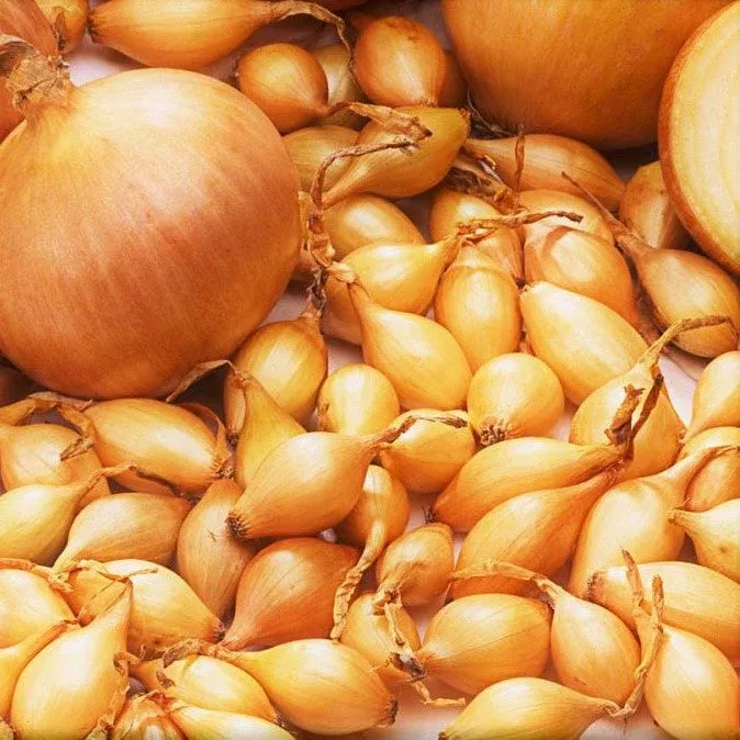 Spanish Globe Onion Sets (Bulbs)