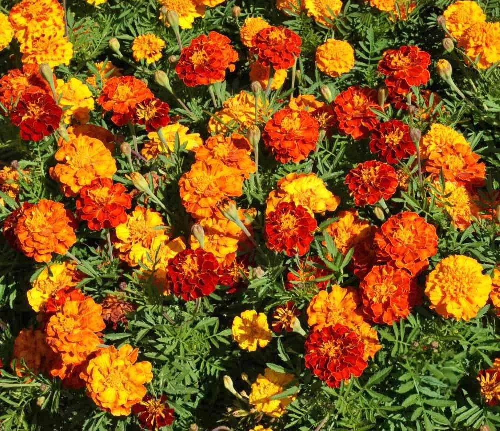 Sparky Mixture Marigold, Tagetes Patula, Vibrant French Marigold Blend for Gardens and Borders