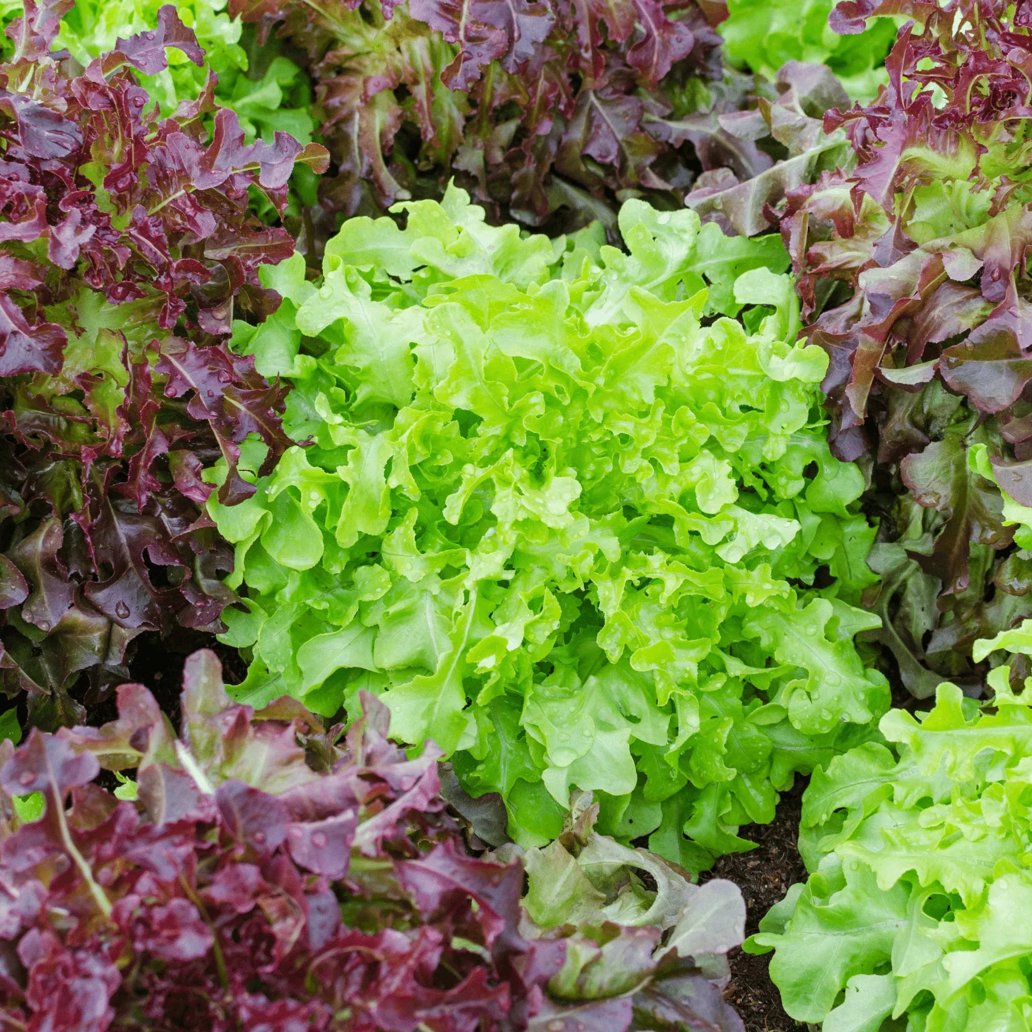 Specialty Lettuce Seedling 6-Pack Bundle