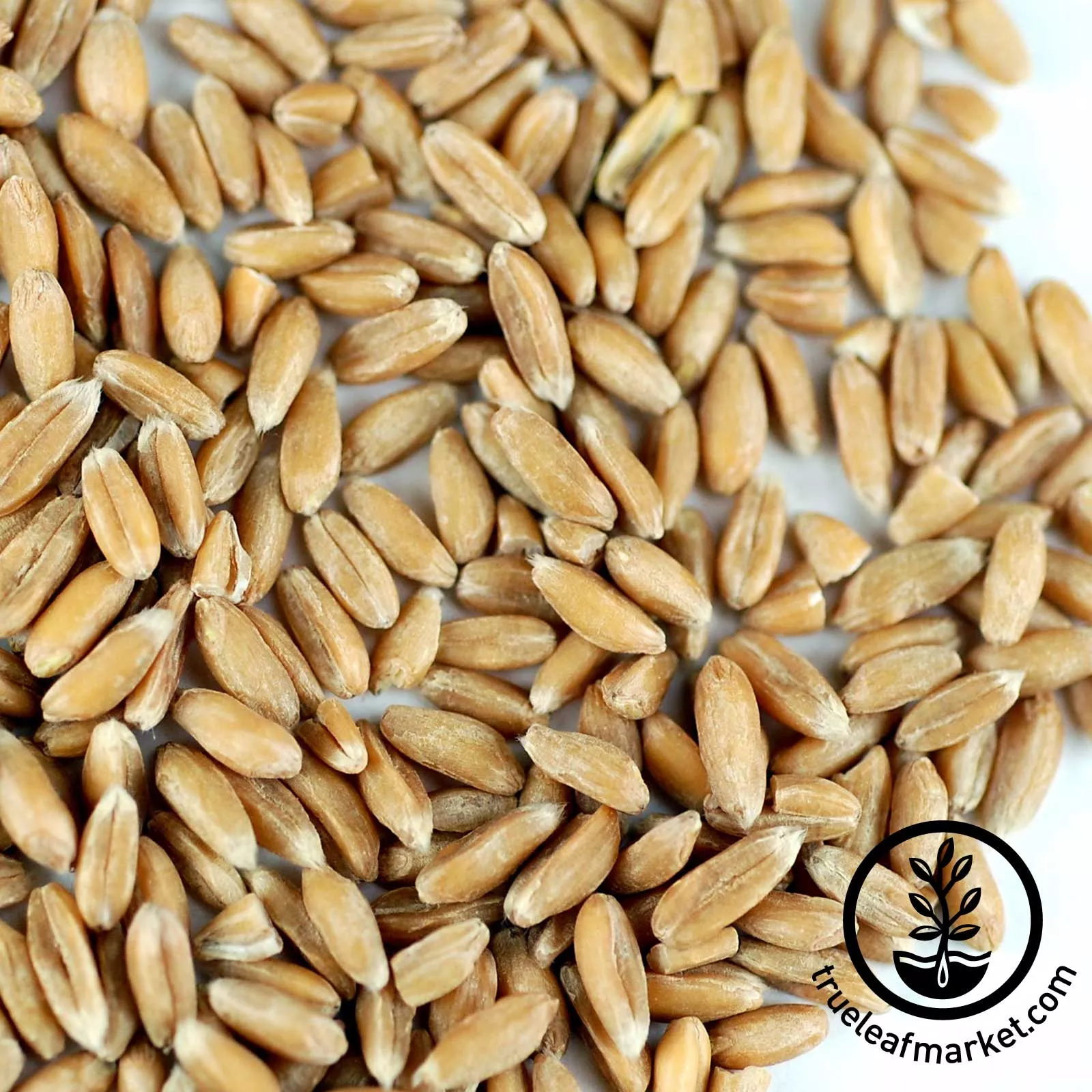 Spelt (Organic) - Bulk Grains