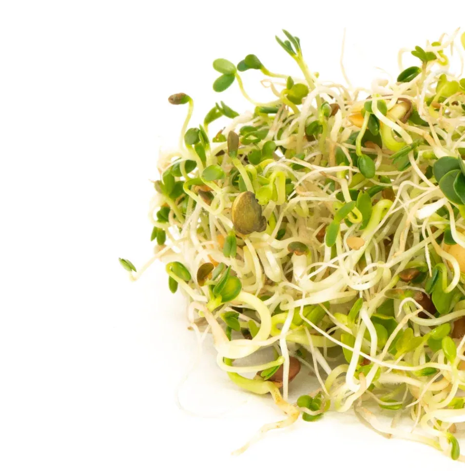Spicy Lentil Crunch Sprouting Seeds