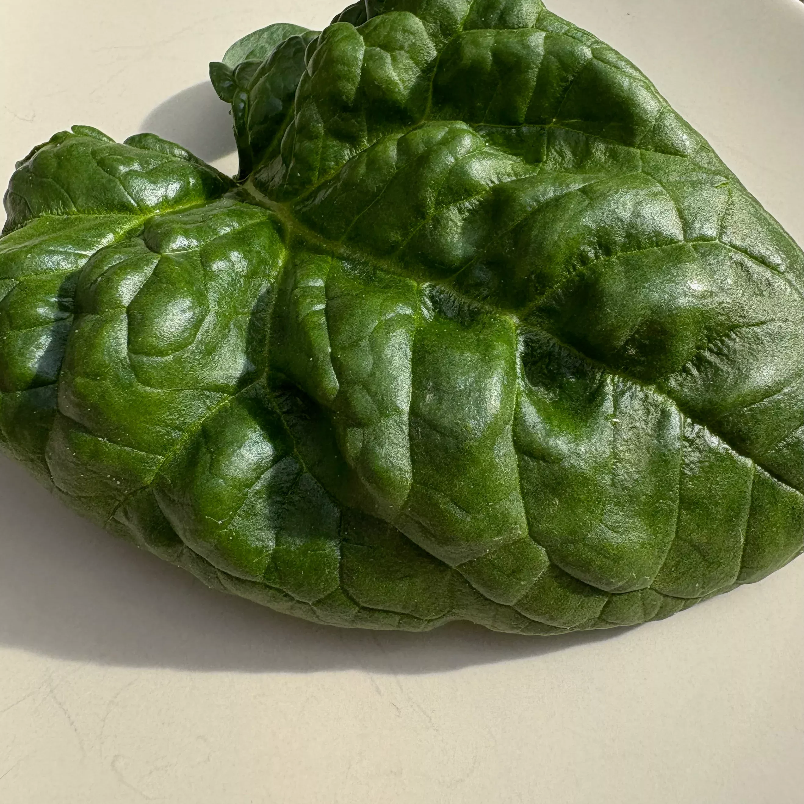 Spinach ⁃ Organic Seed Abundant Bloomsdale