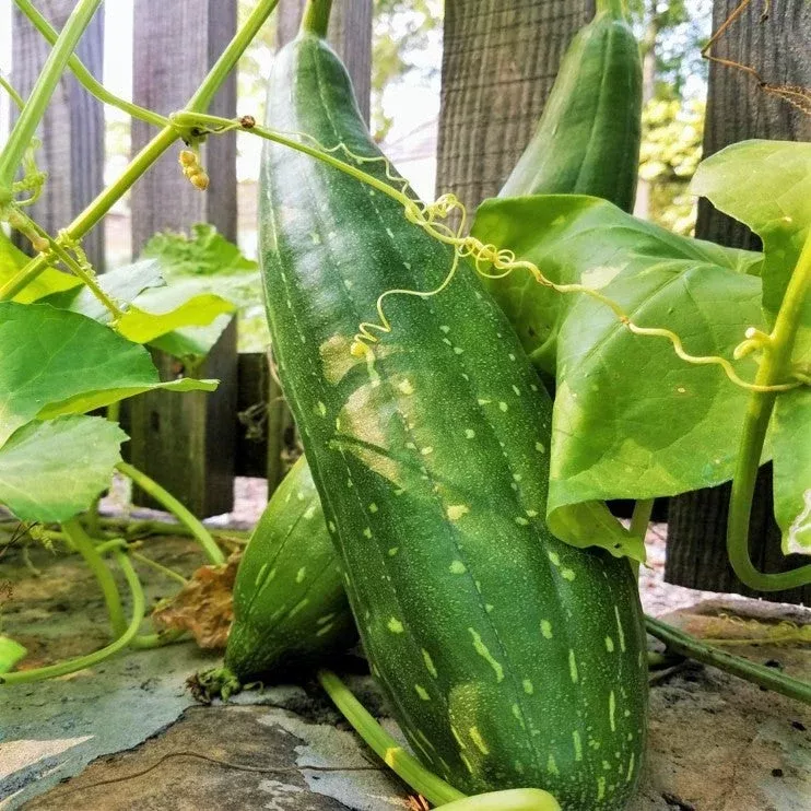 Sponge Luffa Gourd