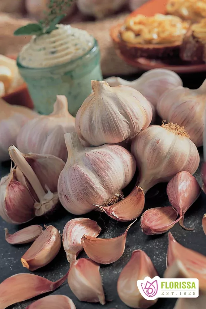 Spring Planting Garlic | Russian Red (3 Bulbs)
