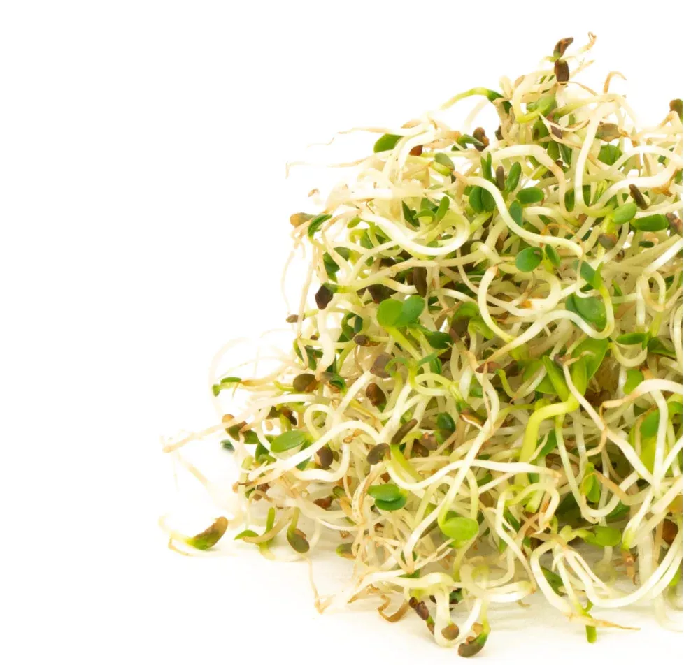 Spring Salad Mix Sprouting Seeds