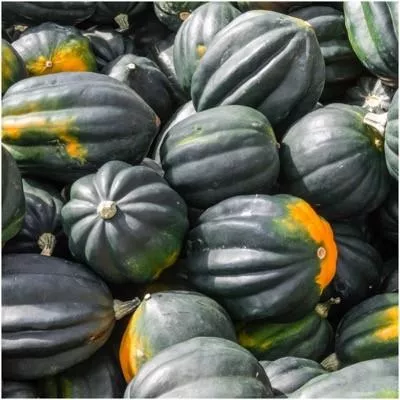 Squash Acorn Table King Seeds