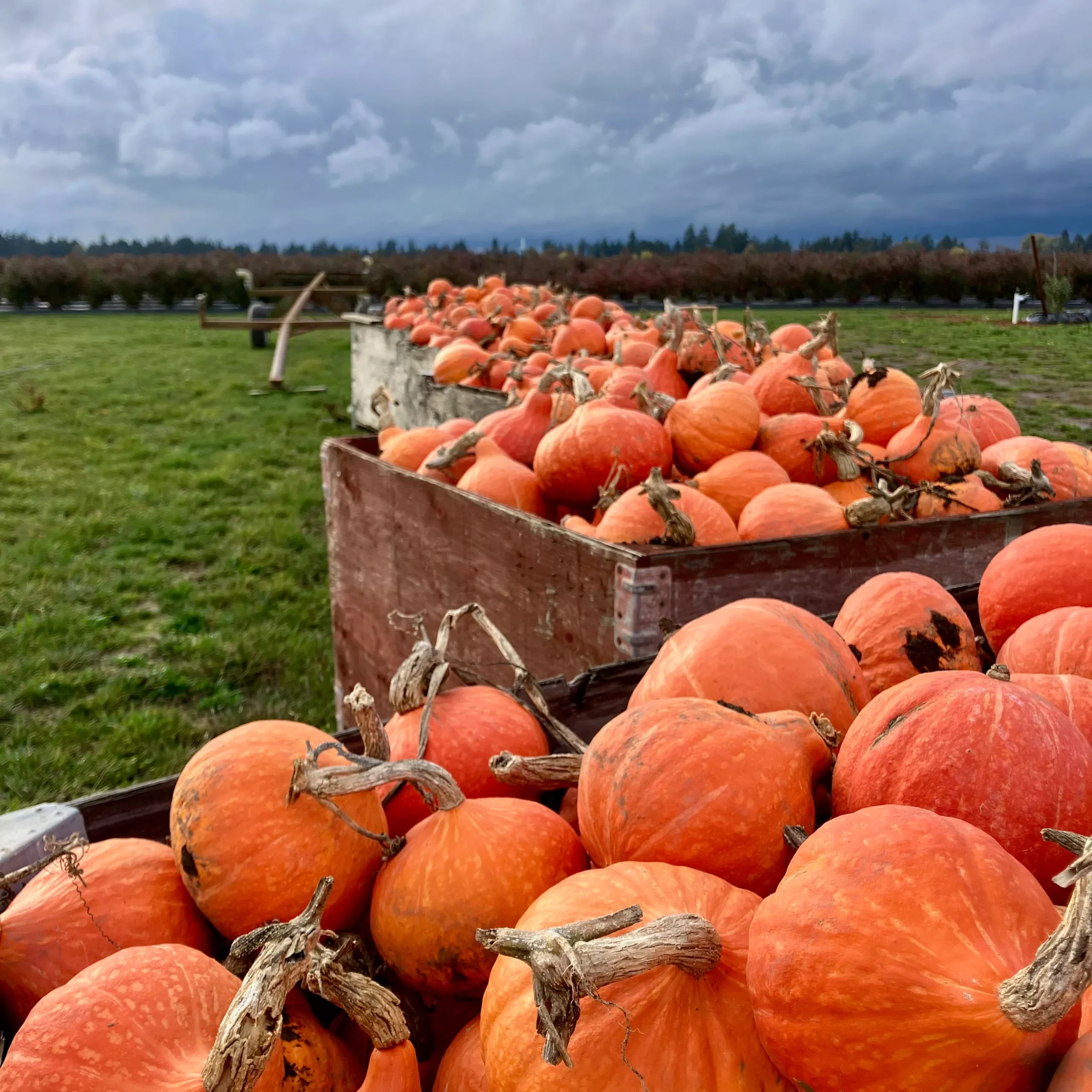 Squash, Winter ⁃ Organic Seed Red Kuri