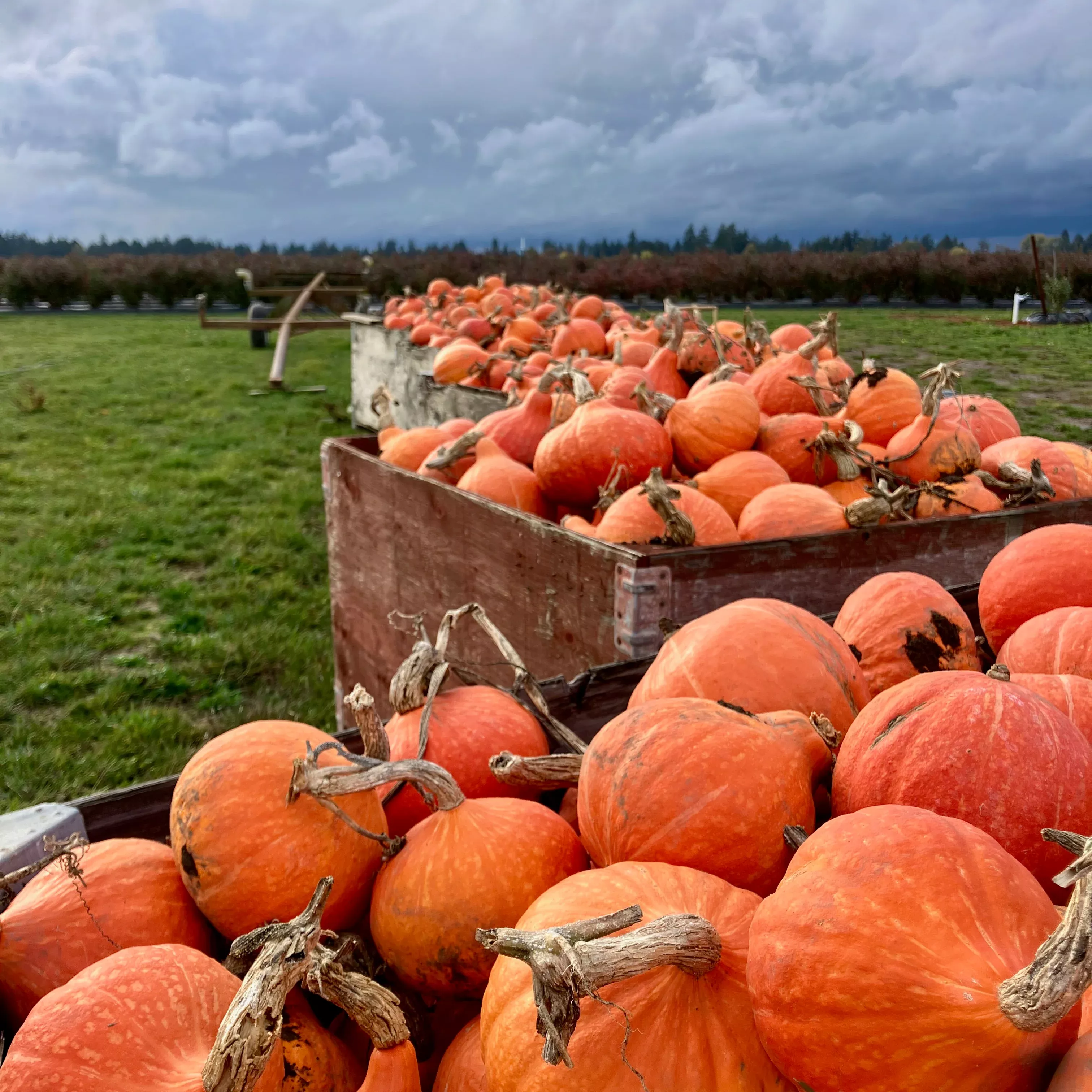 Squash, Winter ⁃ Organic Seed Red Kuri