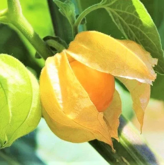 Strawberry Ground Cherry