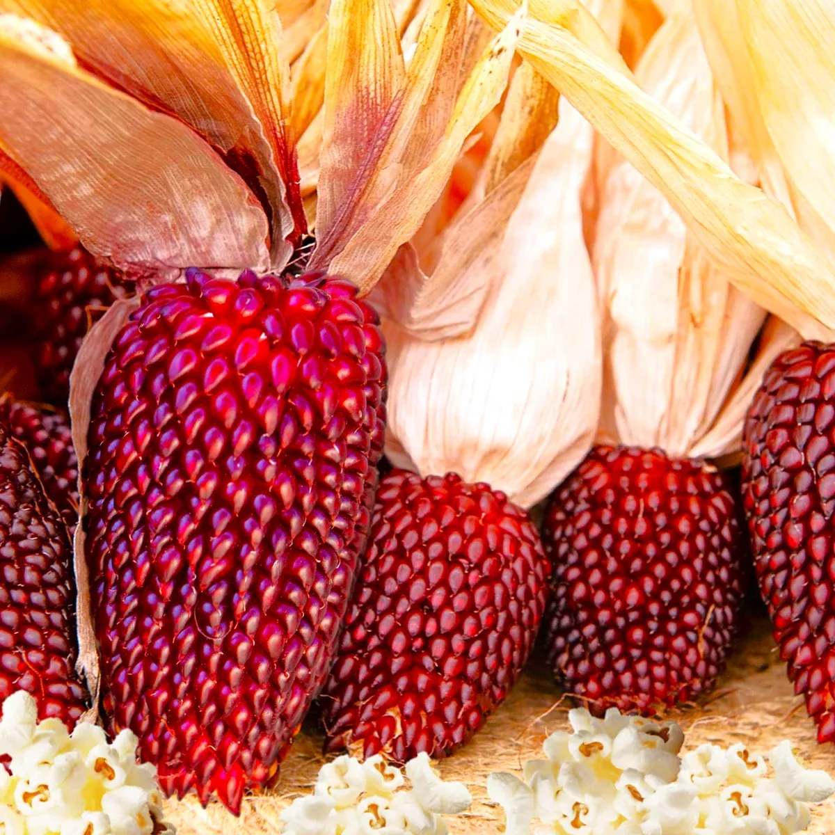 Strawberry Popcorn (Ornamental Corn)