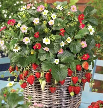 Strawberry