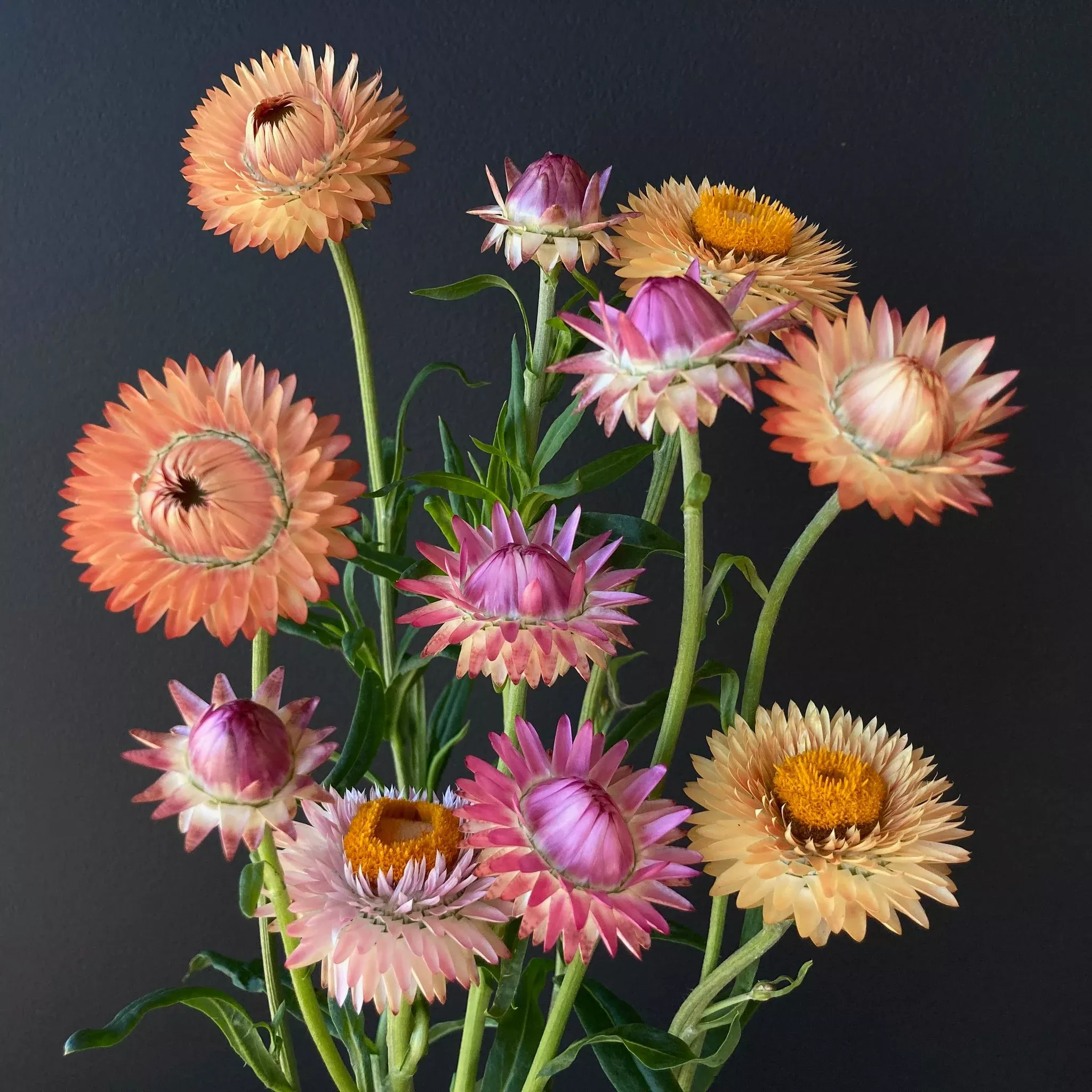 Strawflower ⁃ Organic Seed Seashells Mix