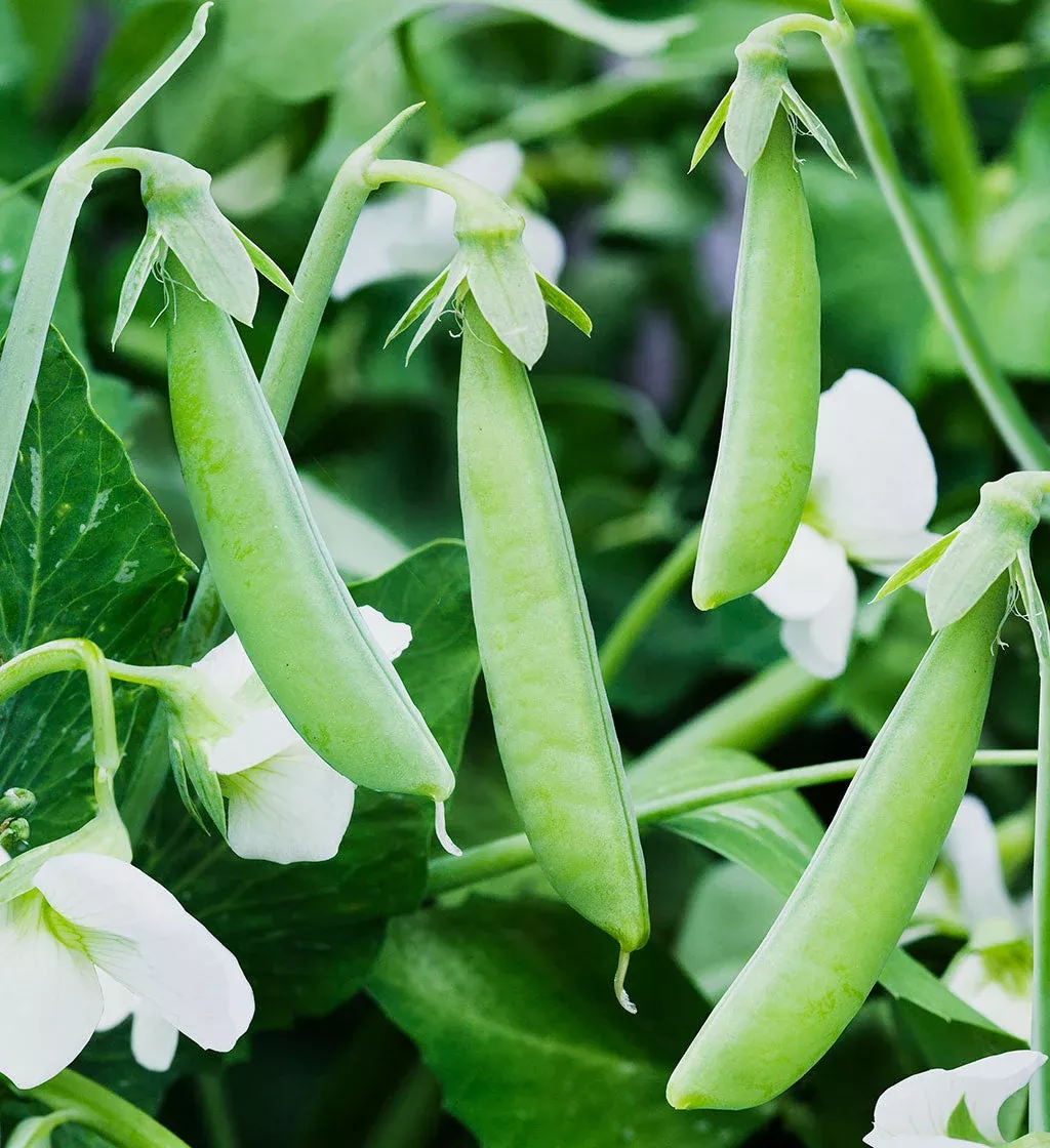 Sugar Ann Snap Pea
