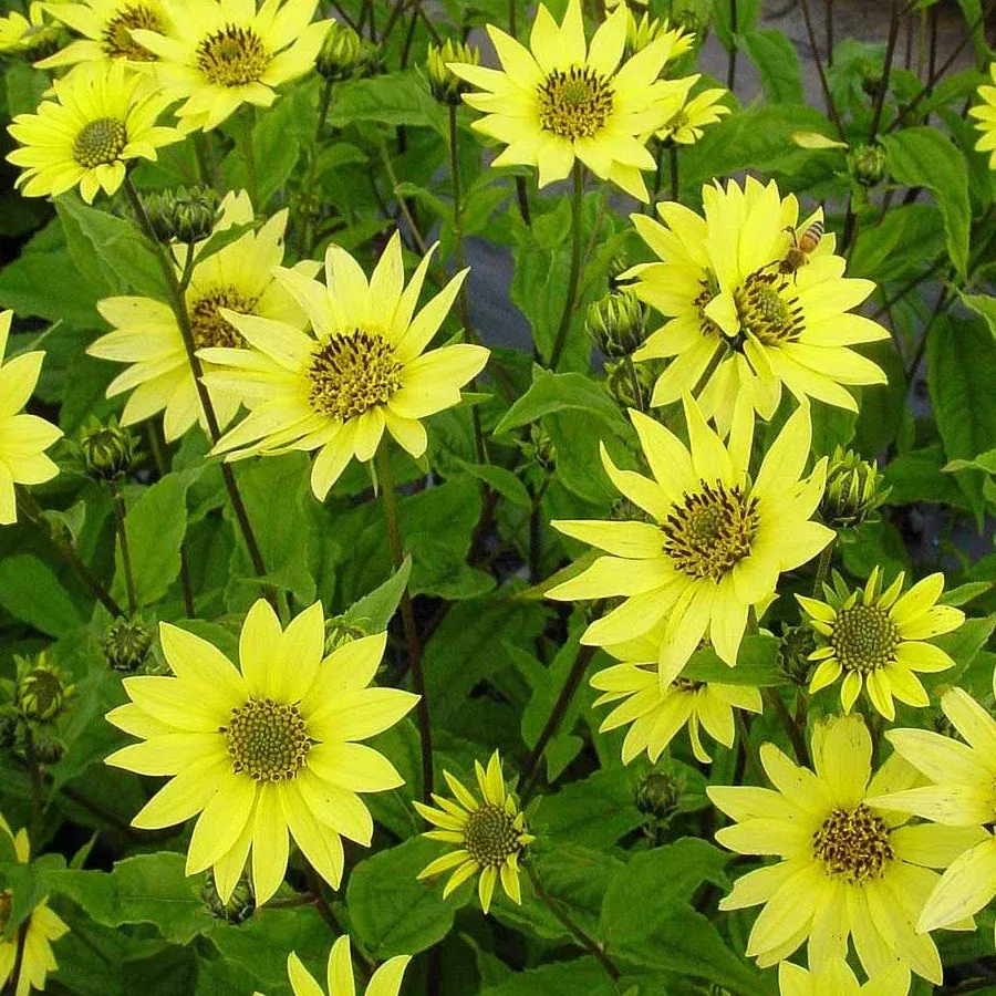 Sunflower Lemon Queen Seeds