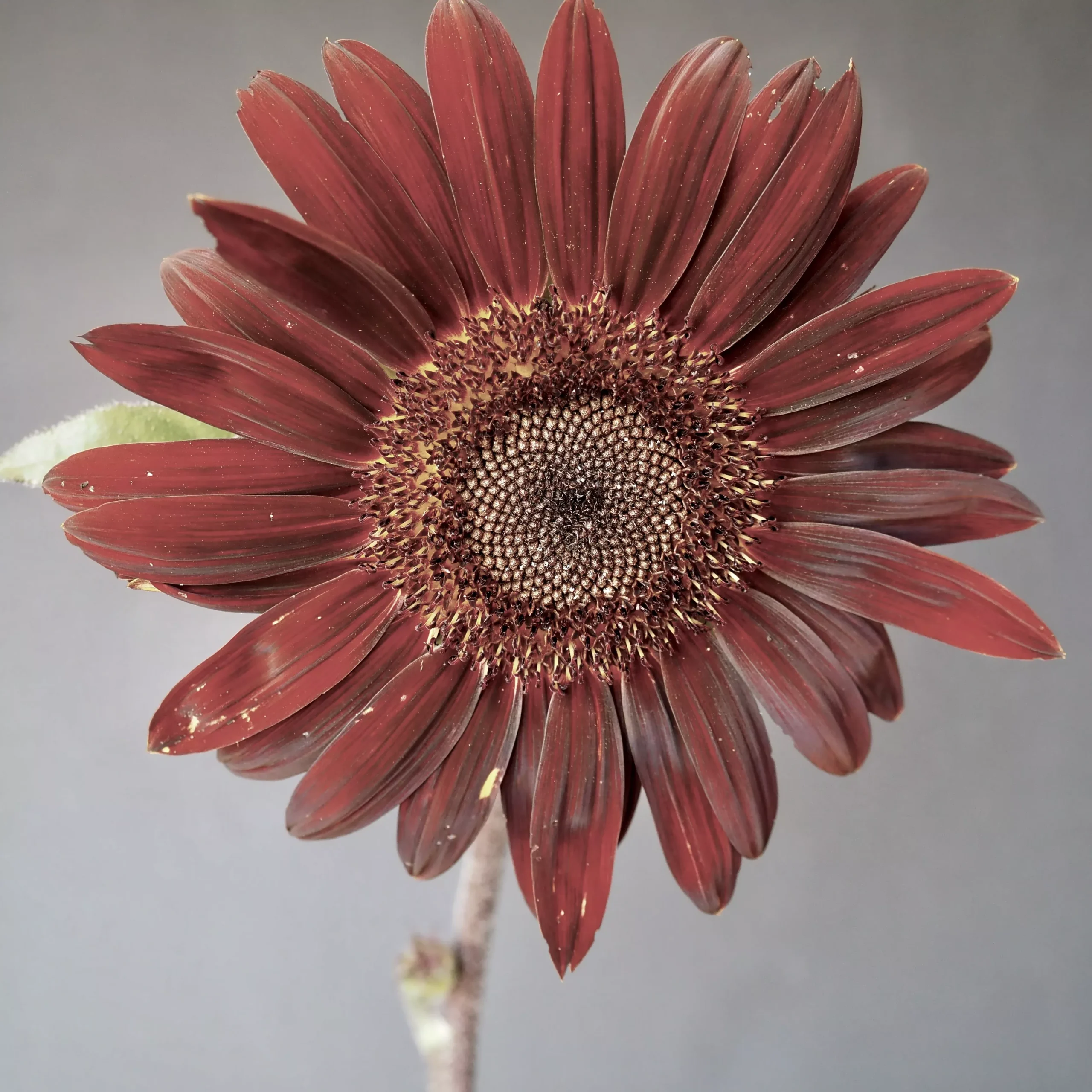 Sunflower ⁃ Organic Seed Chocolate