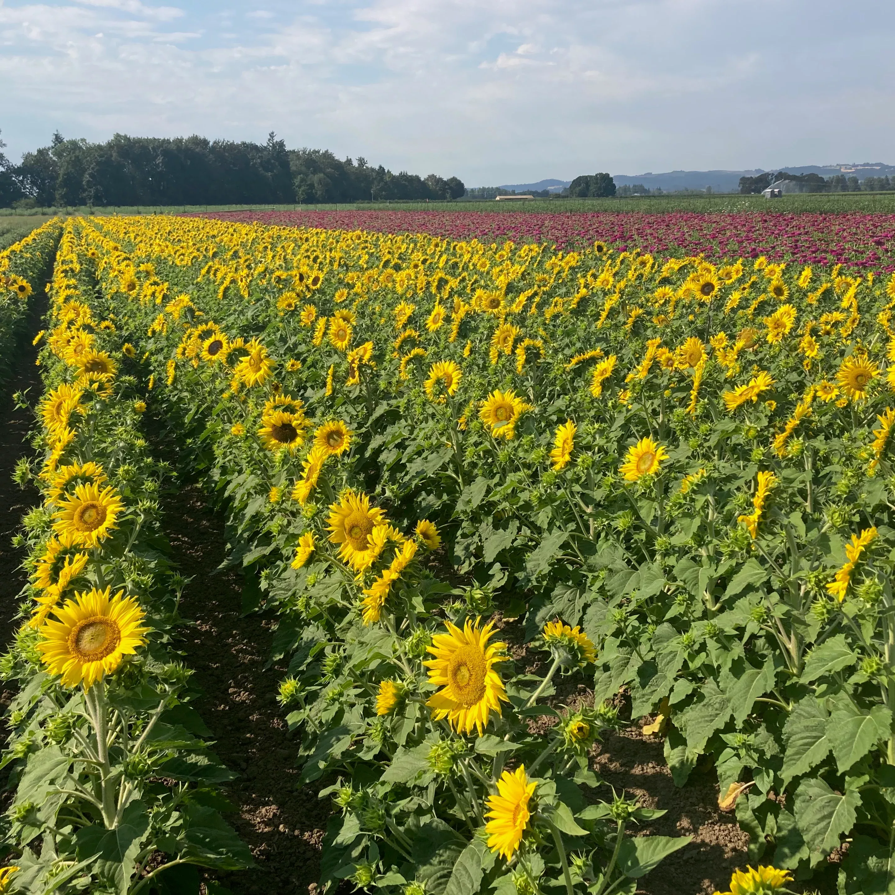 Sunflower ⁃ Organic Seed Jerusalem Dwarf