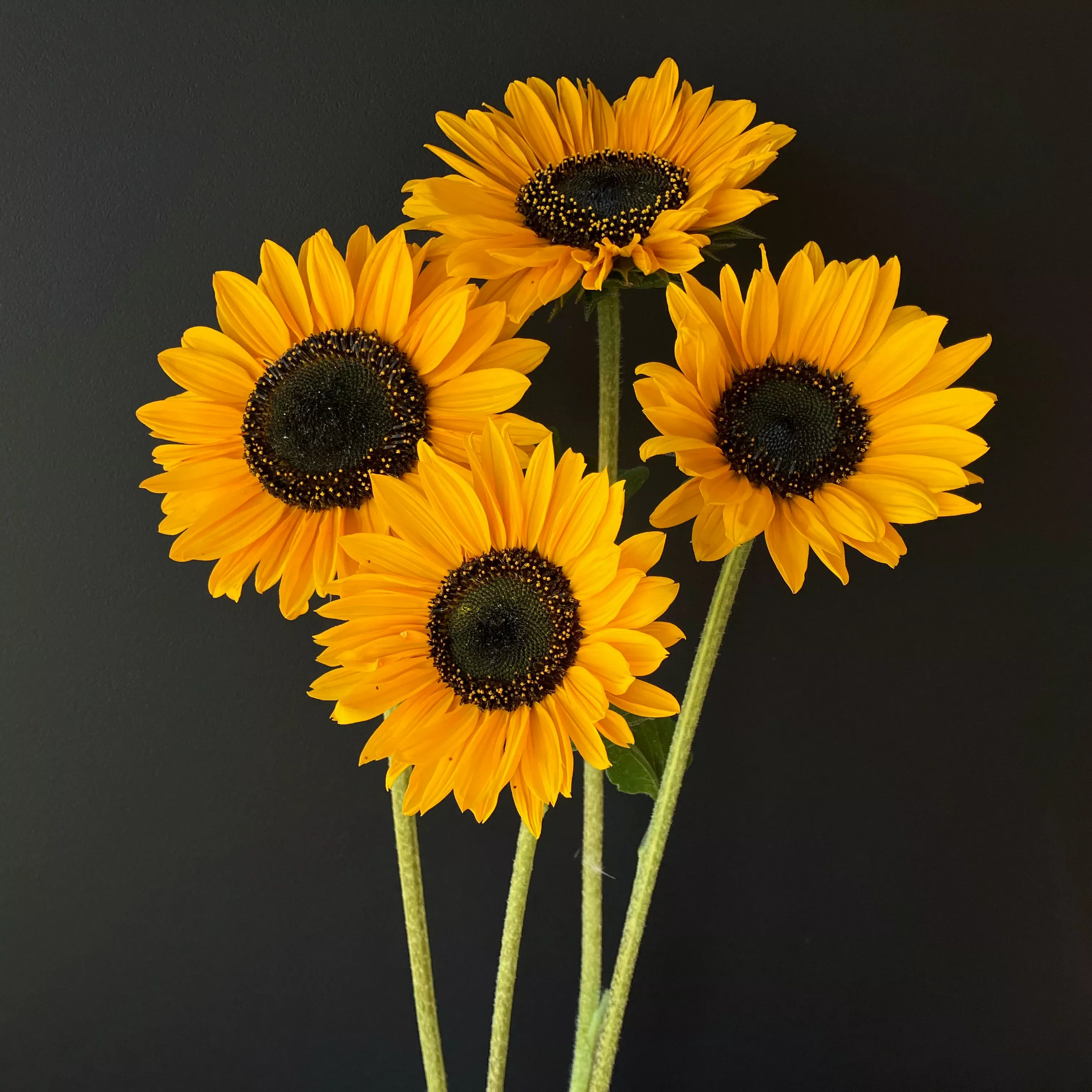 Sunflower ⁃ Organic Seed Soraya