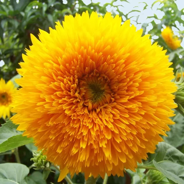 Sunflower Teddy Bear Seeds