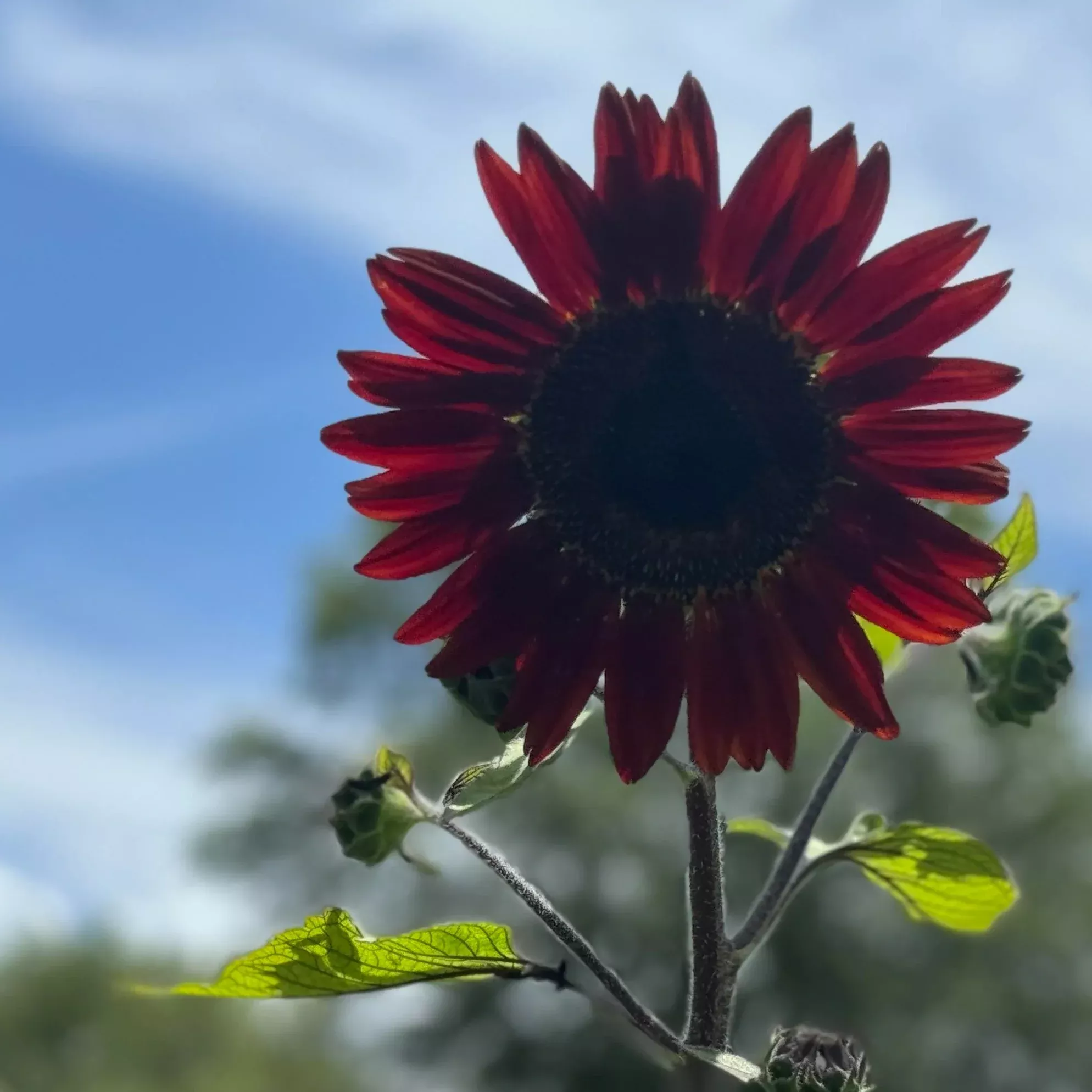 Sunflower Velvet Queen Seeds