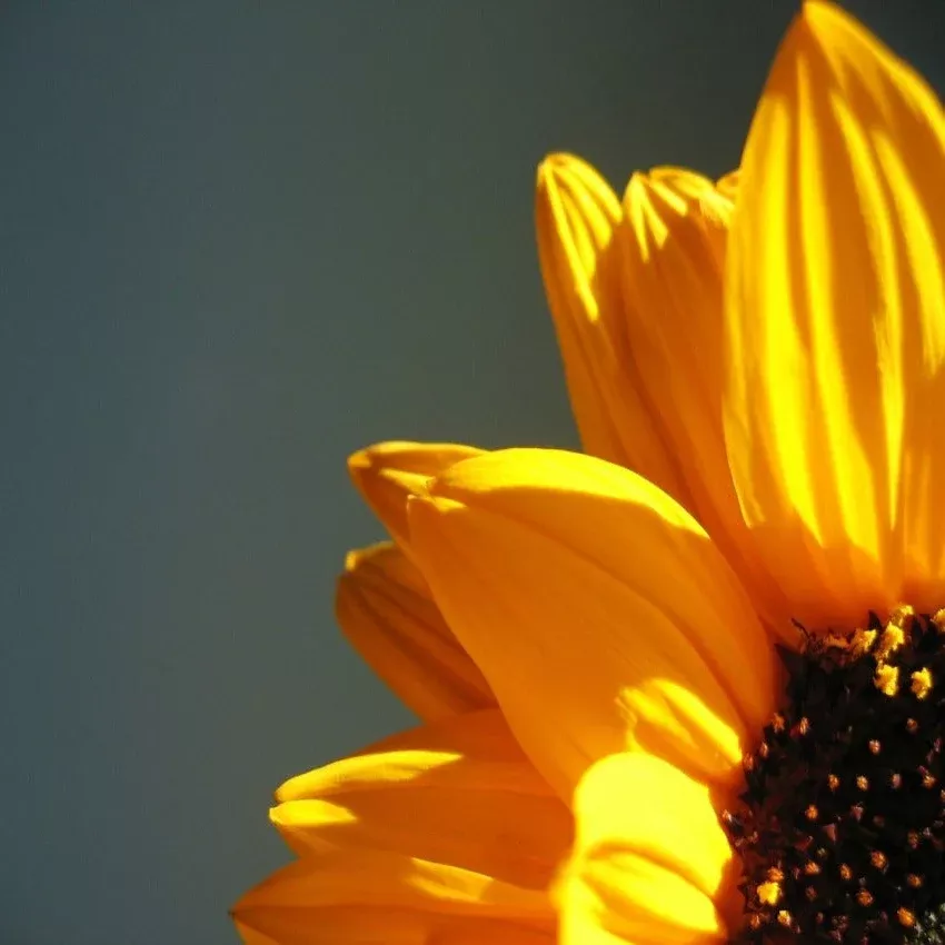 Sunshine Seed Blend