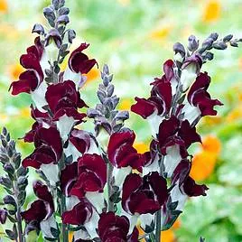 Suttons Seeds - Antirrhinum Day & Night