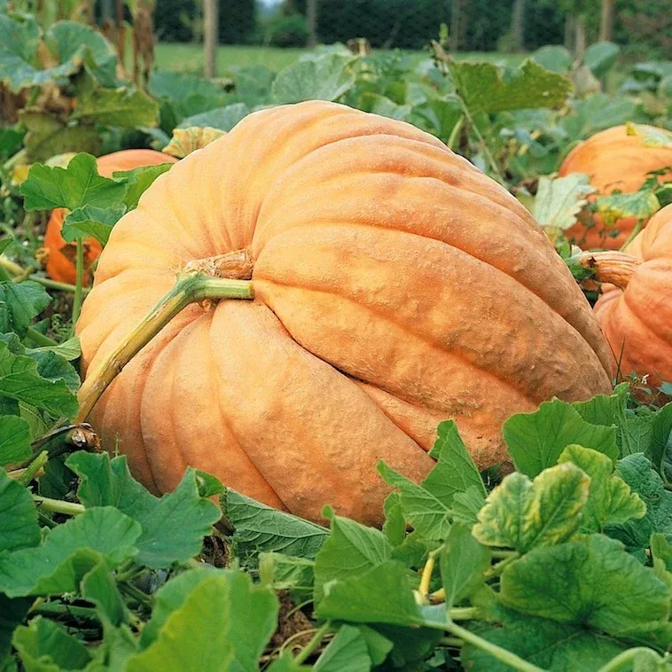 Suttons Seeds - Atlantic Giant