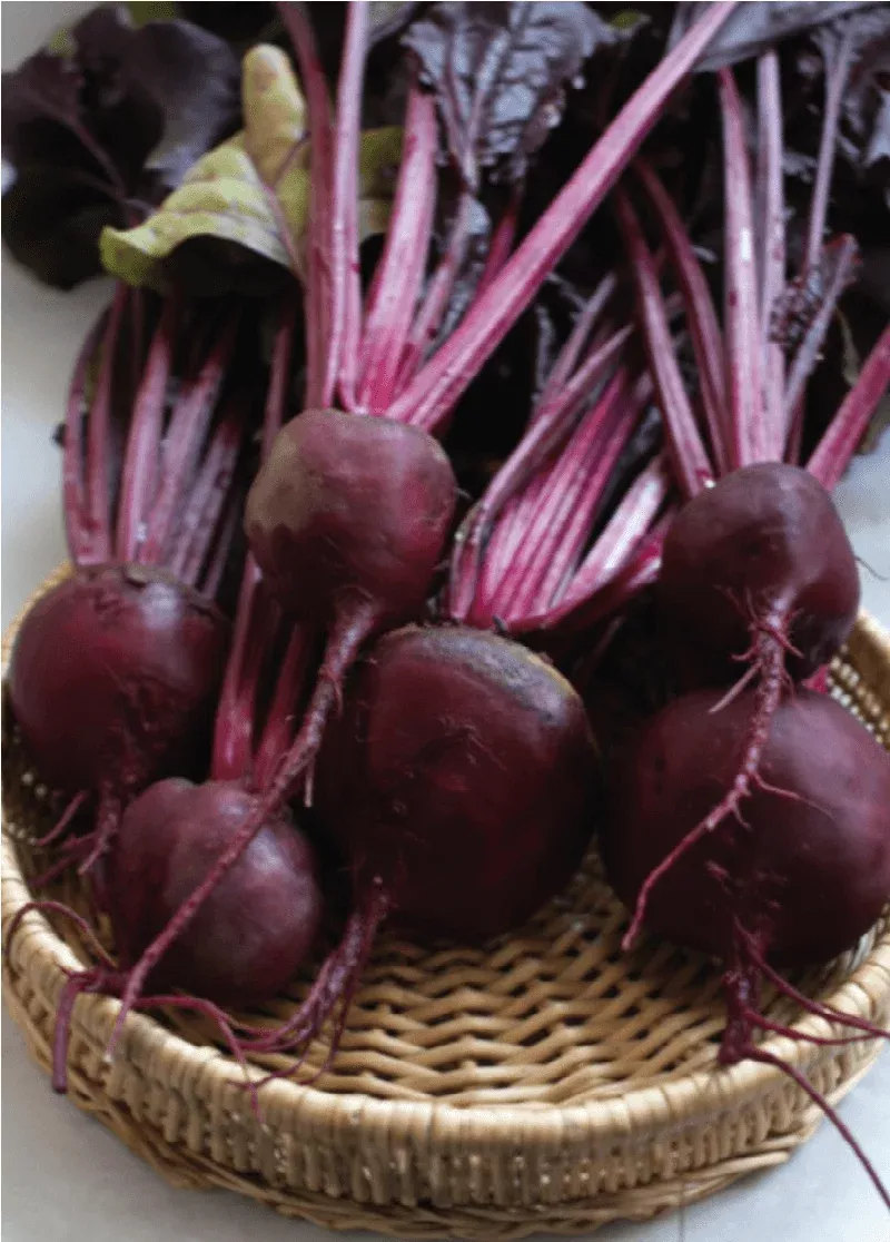Suttons Seeds - Beetroot Bull's Blood