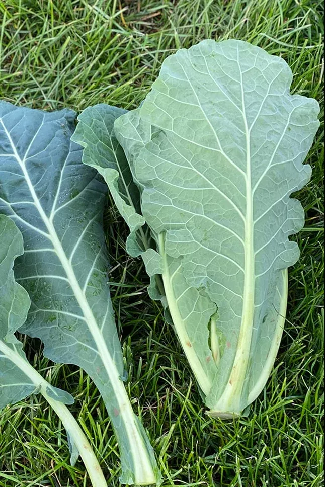 Suttons Seeds - Collard Hi-Crop F1