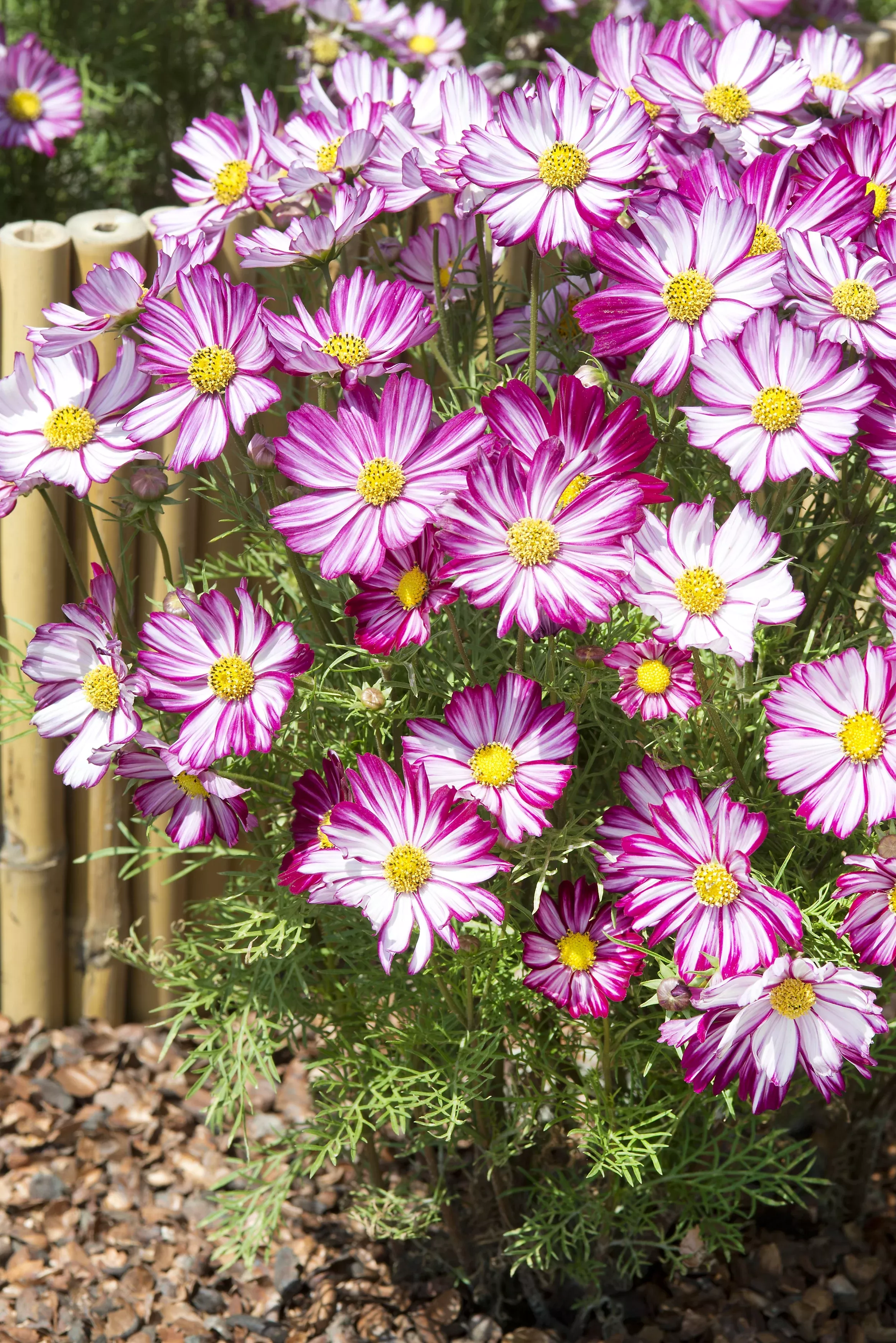 Suttons Seeds - Cosmos Dwarf Purple Picotee