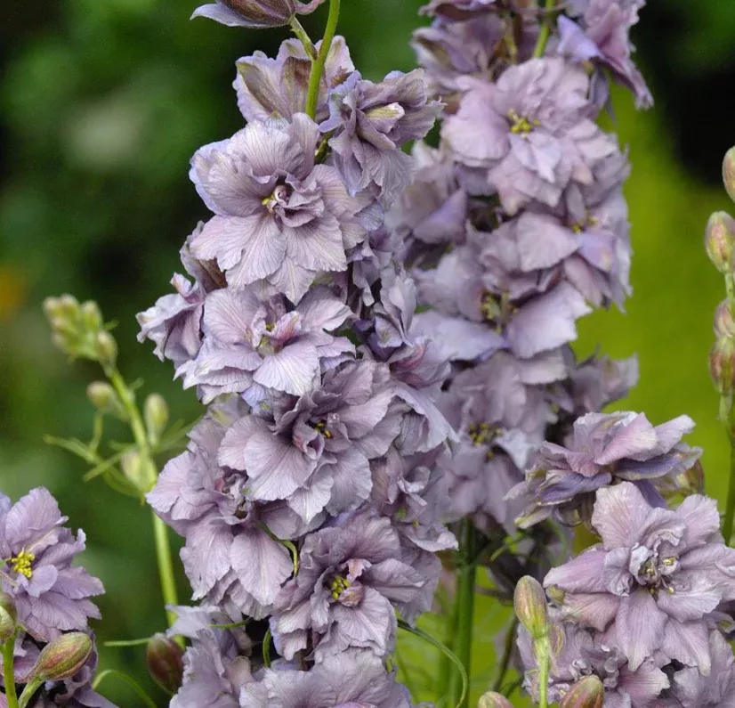 Suttons Seeds - Delphinium consolida Larkspur 'Misty Lavender'