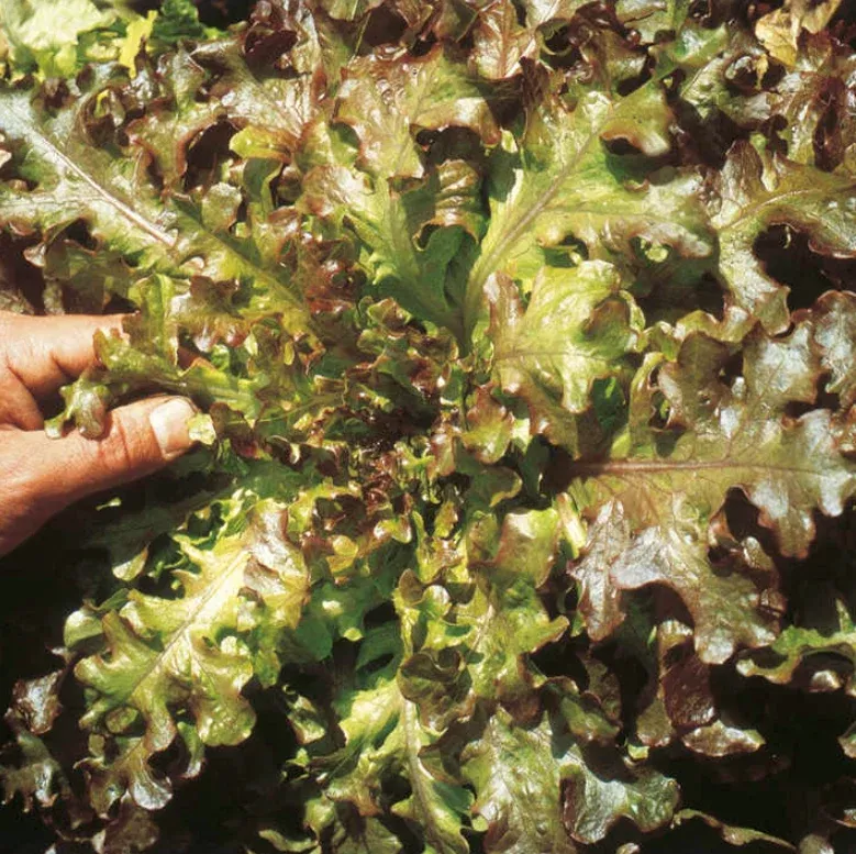 Suttons Seeds - Lettuce 'Red Salad Bowl'