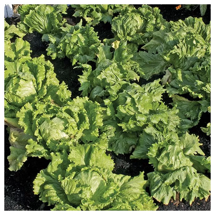Suttons Seeds - Lettuce Webbs Wonderful